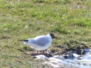 Black-headed Gull